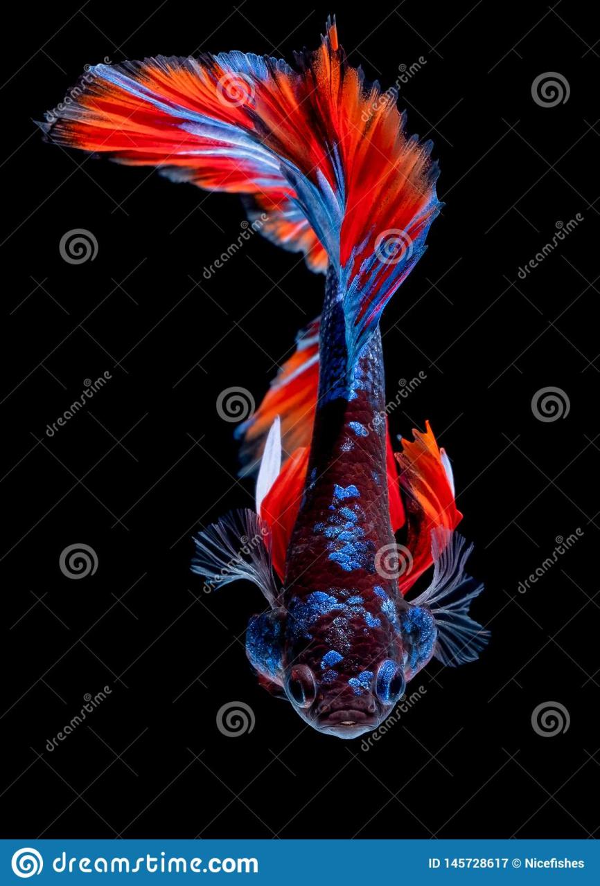 Betta Fish Koi Fish Kohaku Red White Stock Image - Image Of Blue, Dress:  145728617