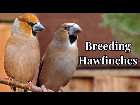 Breeding Hawfinches in Captivity - Bernard Williams | N&N ZR